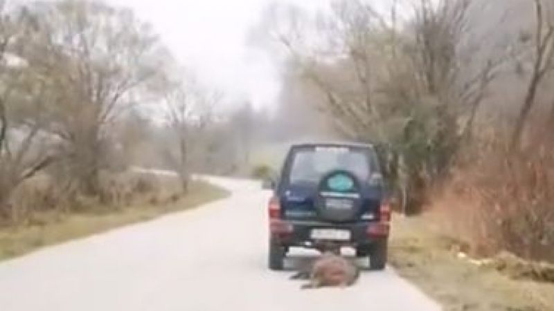 Гневен родител взриви мрежата със скандално ВИДЕО (18+), на което ловци влачат убито животно край Ловеч