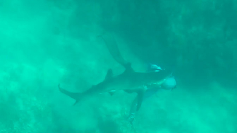 Акула нападна и захапа за главата подводен риболовец (ВИДЕО)