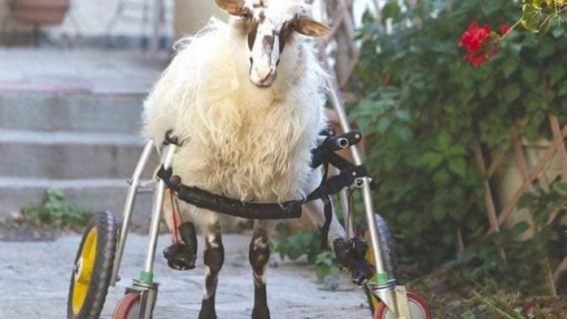 Изпратиха овца-инвалид в специална ферма за животни със специални нужди (СНИМКИ)