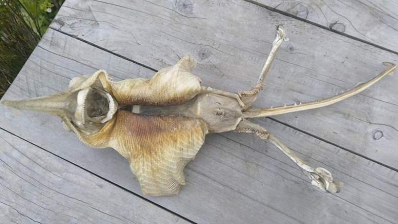 Откриха останки на странно същество край бреговете на Нова Зеландия (СНИМКИ)