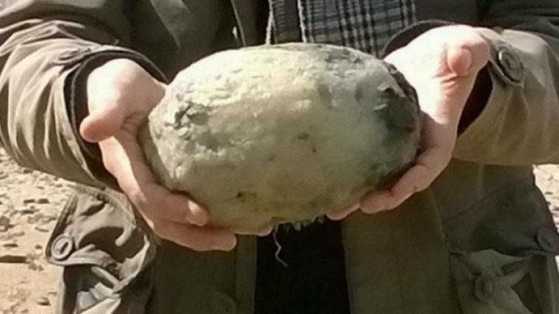 Семейна двойка намери смрадлив камък на плажа и забогатя с 50000 паунда