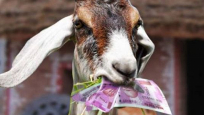 Лакома коза почерни семейство, изяде 20 хиляди евро, приготвени за земеделска сделка