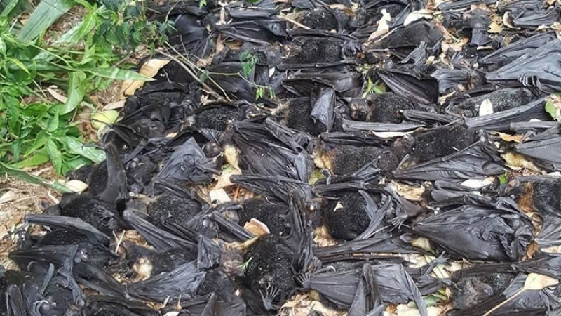 Девойка откри в дома си 5 000 мъртви прилепи. Това било като филм на ужасите