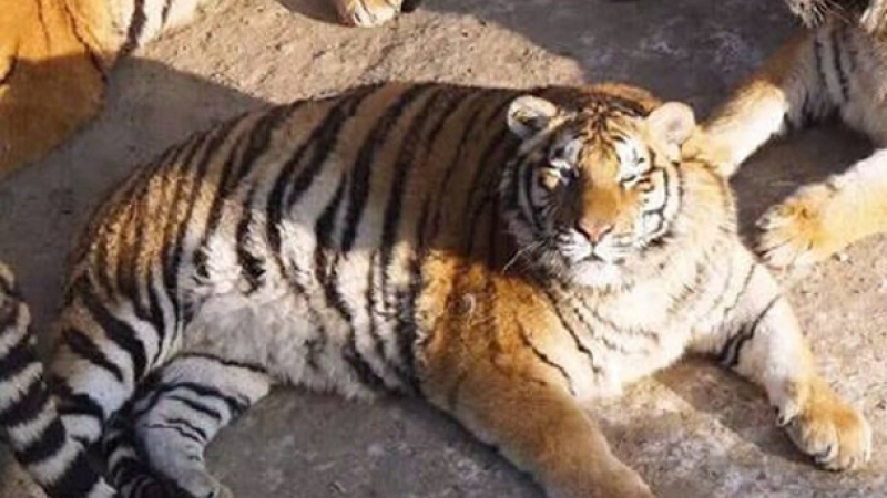 Амурски тигри в зоопарк учудиха посетителите с визията си (ВИДЕО)
