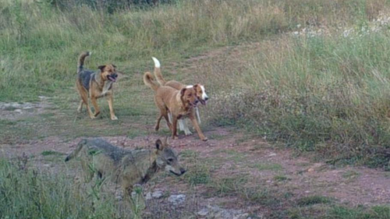 Невиждан феномен в Осоговската планина 