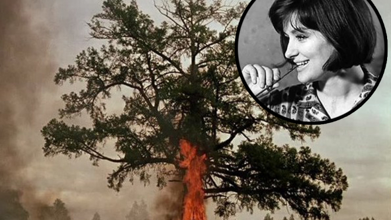 Ванга предсказва смъртта на руска режисьорка чрез проклятието на вековно дърво