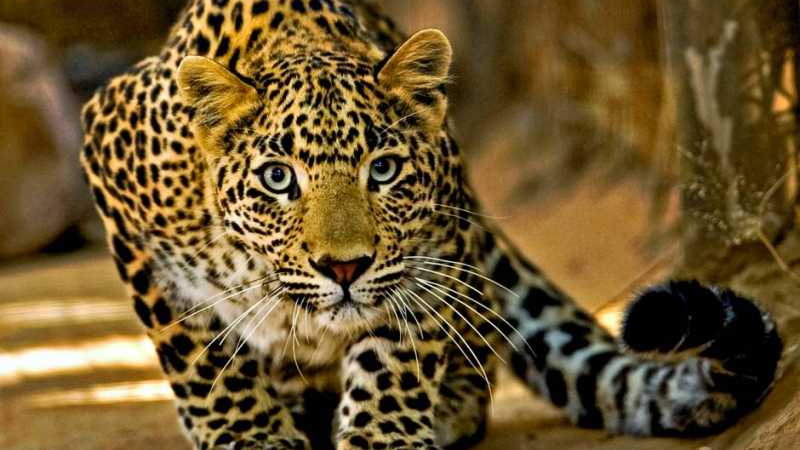 3-годишно дете бе отвлечено и убито от леопард
