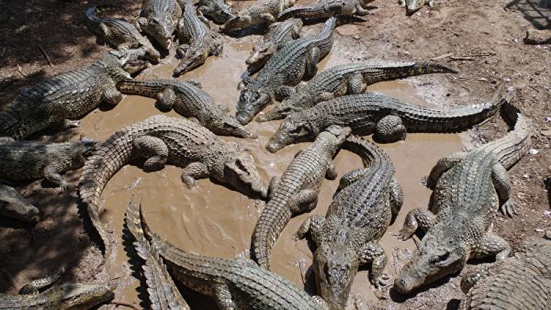 Турист изпусна телефона си в яма с крокодили и развесели мрежата (ВИДЕО)