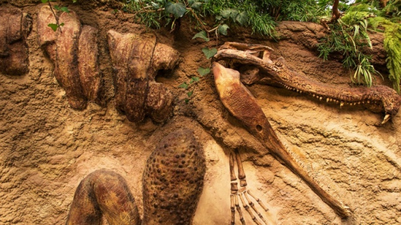 Анадолската агенция: Уникално находище на древни животни е открито в Денизли