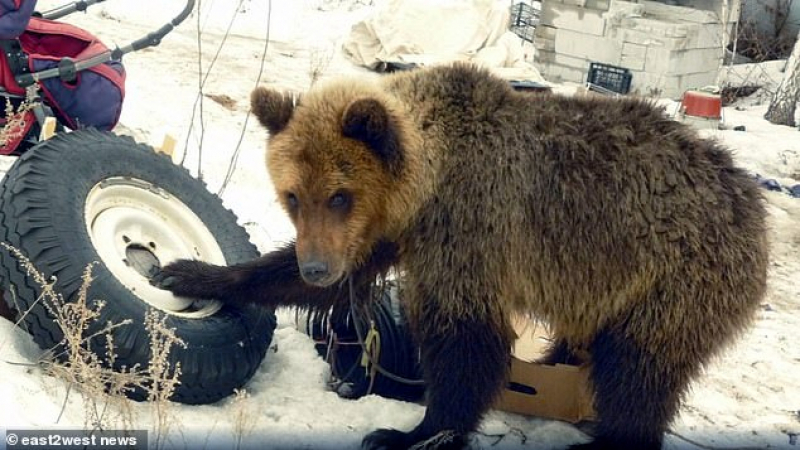 Кафява мечка разкъса и изяде ловец, който я отгледал в клетка (СНИМКИ)