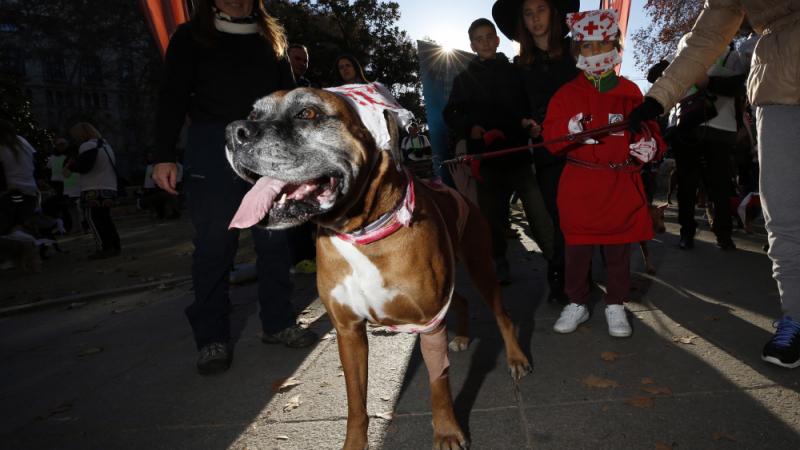 Стопани изведоха стотици кучета на традиционната новогодишна разходка в Мадрид (ВИДЕО)