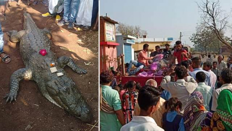 Над 500 души се стекоха на погребението на... крокодил