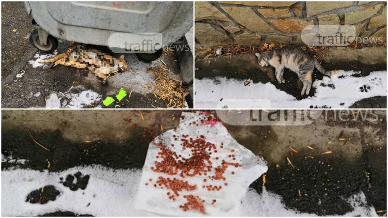 Ужасяващи СНИМКИ 18+! Масово тровят котки в пловдивски квартал 
