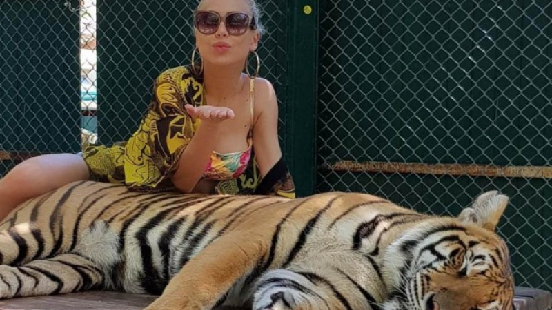 Родна красавица бе нападната от тигър в Тайланд, едва я спасили от лапите на хищника