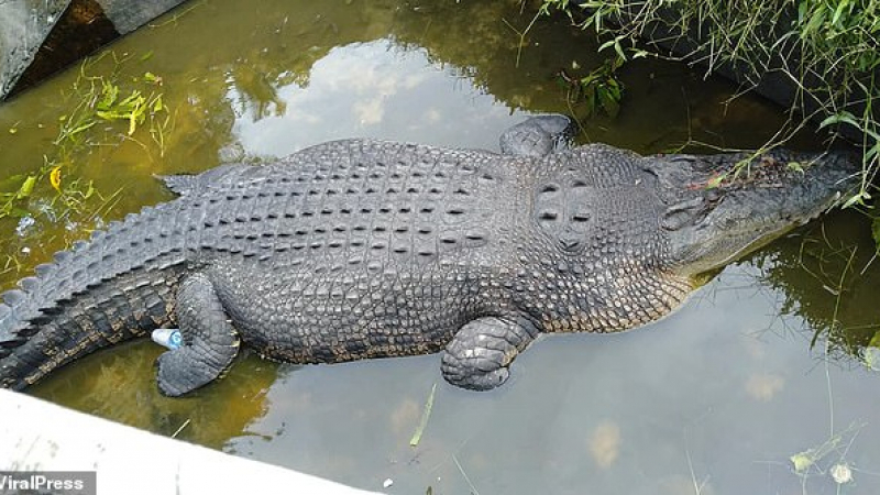 Огромен крокодил замъкна жена учен във водата и я изяде жива (СНИМКИ)