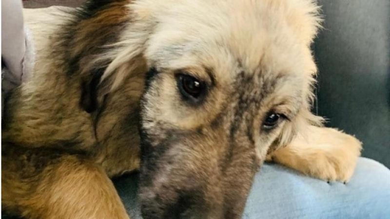 Путин с цяла колекция кучета от Балканите - Вучич ще му подари Шарпланинец