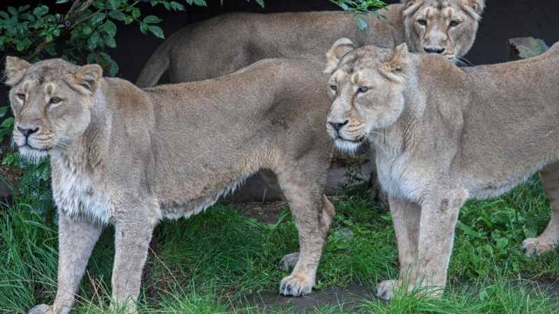 Лъвове от индийски зоопарк оглозгаха до смърт мъж, паднал в клетката им (СНИМКИ/ВИДЕО 18+)