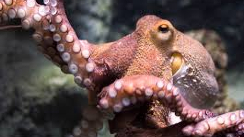 Октопод си играе на криеница с водолаз на Лазурния бряг (ВИДЕО)