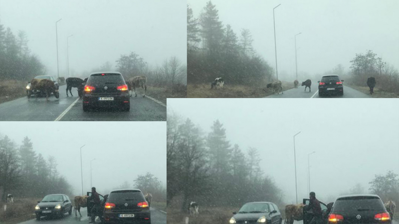 Крави и телета окупираха пътя за Момчилград и пред смаяните шофьори започнаха да... (СНИМКА)