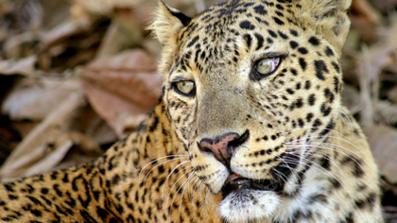 Леопард-човекоядец открадна спящо бебе и го разкъса на парчета