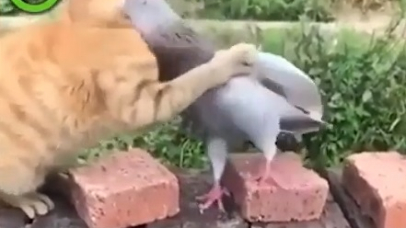 Интересно ВИДЕО показва "най-нежната битка" между котка и гълъб