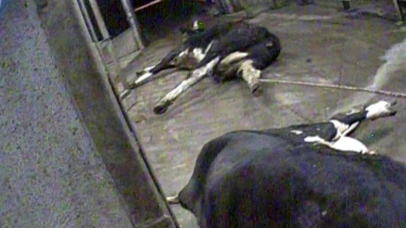 Скрита камера разкрива месо от болни крави изнасяно за ЕС