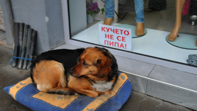 Бездомно куче, което не се пипа, се превърна в атракция във Велинград (СНИМКА)