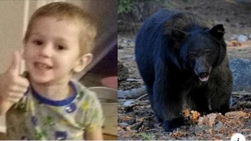 3-годишно оцеля само в гората и разказа: Спаси ме мечка (СНИМКИ)