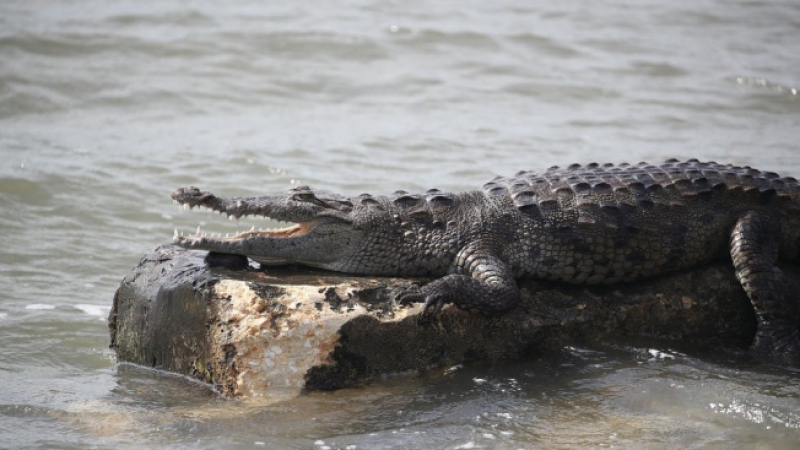 Уникално! Индия мести стотици крокодили заради... (СНИМКИ)