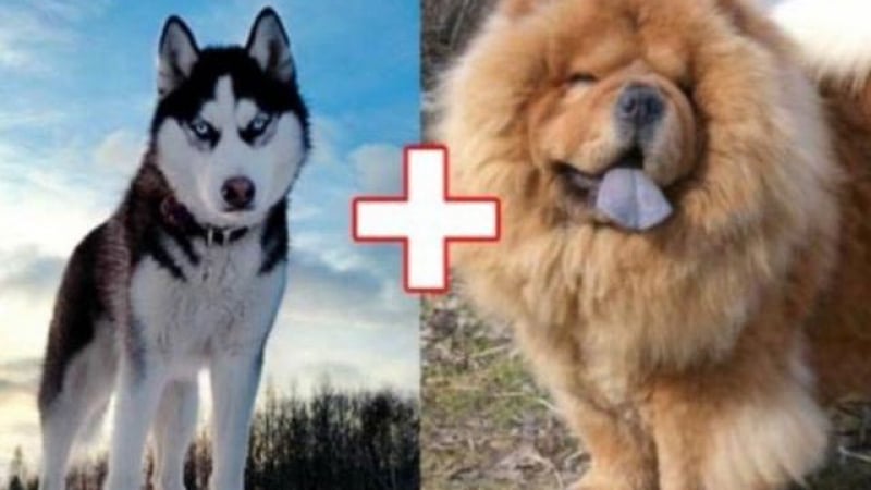 10 кучета хибриди, получени в резултат на луди кръстоски (СНИМКИ)