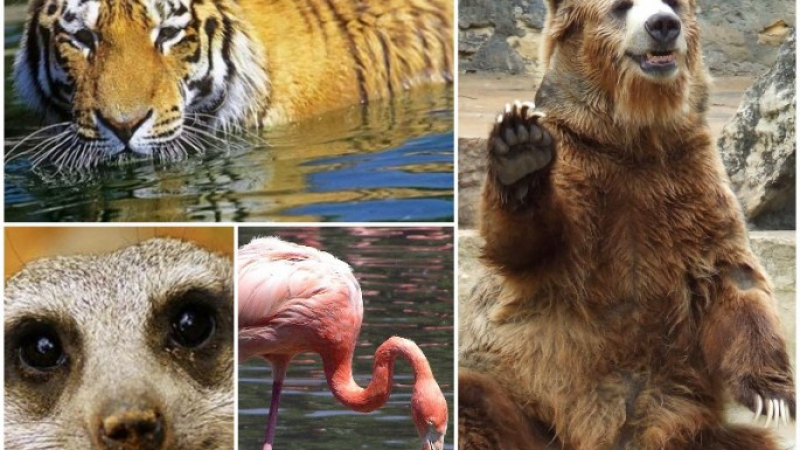 Тигър, фламинго, носато мече… Какви животни ще има в пловдивския зоопарк? (СНИМКИ/ВИДЕО)