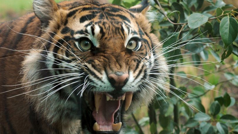 Любимата тигрица на Лондон беше брутално убита от мъжкар, докаран специално да се чифтоса с нея