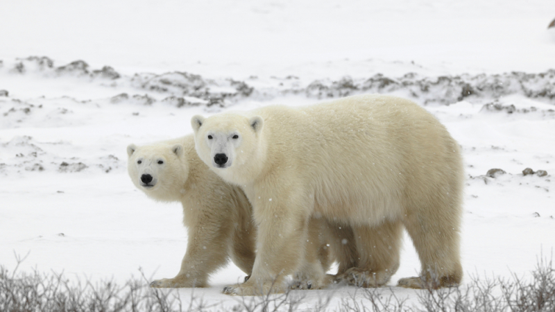 Нашествие! Озверели и изгладнели бели мечки нахлуха на руски острови