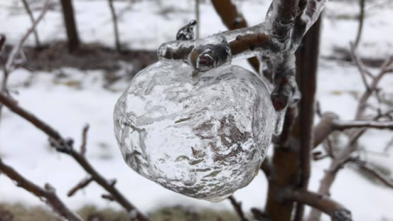 Жител на Мичиган намери призрачни ябълки в градината си, които станаха хит в мрежата (СНИМКИ) 