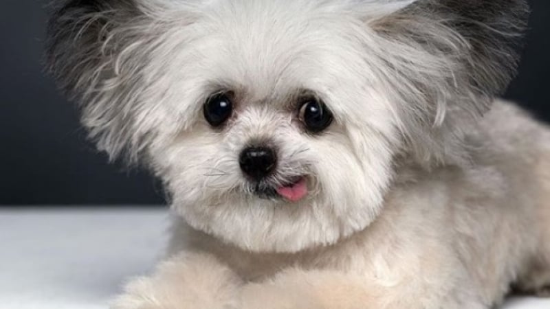 Запознайте се с Норбърт! Той е професионално куче терапевт и има хиляди фенове от целия свят (СНИМКИ)