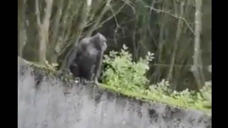 Вижте как шимпанзе успя умело да избяга от зоопарк (ВИДЕО)