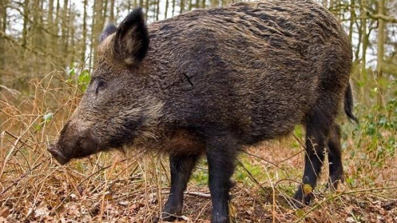 БАБХ отчете нов случай на Африканска чума при дива свиня