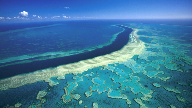 Учени предупредиха за огромна опасност, надвиснала над Големия бариерен риф