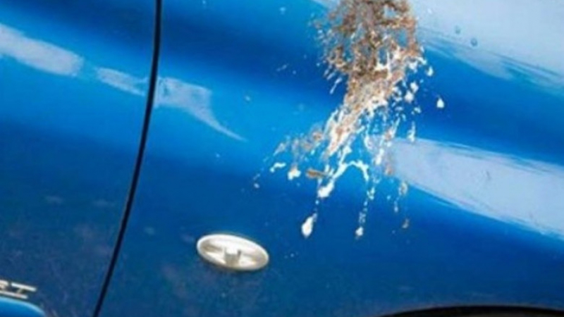 Три ефикасни способа за почистване на киселинните птичи "бомби" от колата