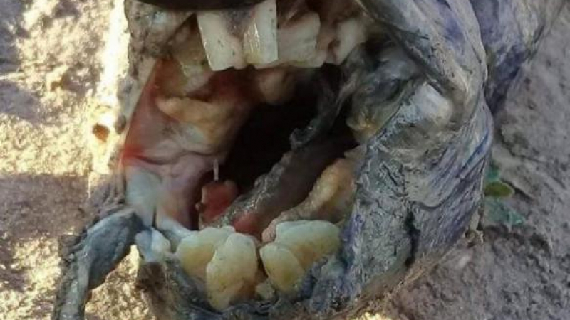 Странно животно с човешки зъби хвърли в шок аржентински селяни (СНИМКА)