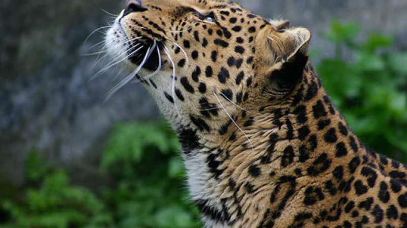 Рядък кавказки леопард бе запечатан на ВИДЕО за първи път в Армения