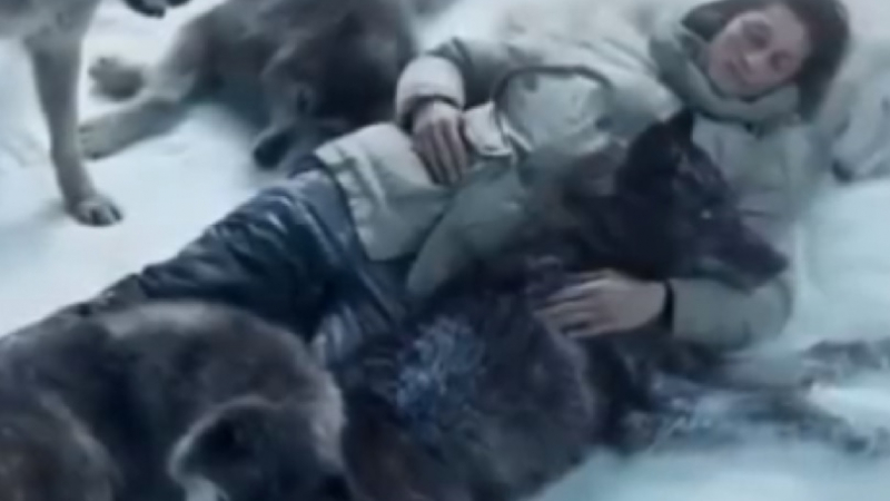 Глутница вълци спасиха от снежна буря бременна жена и я топлиха, докато оцелее (ВИДЕО)