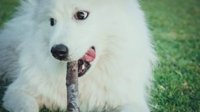 СНИМКА във Фейсбук превърна куче от София в знаменитост 