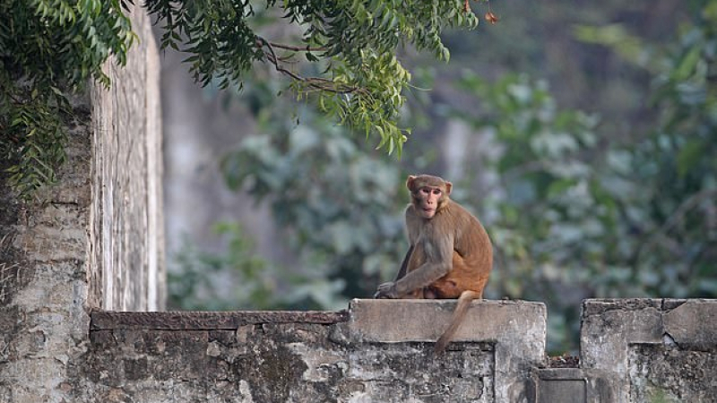 Ужасяващо: Диви маймуни убиха двама души 