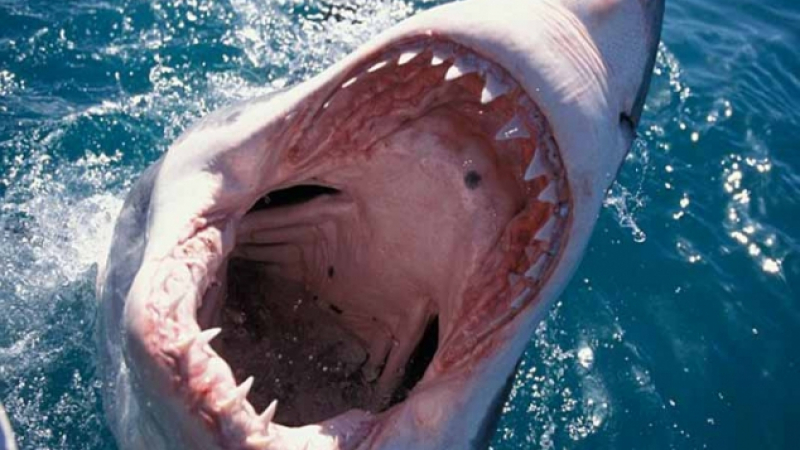 Ужасна среща: Вижте неочакваната атака на голяма бяла акула срещу водолаз