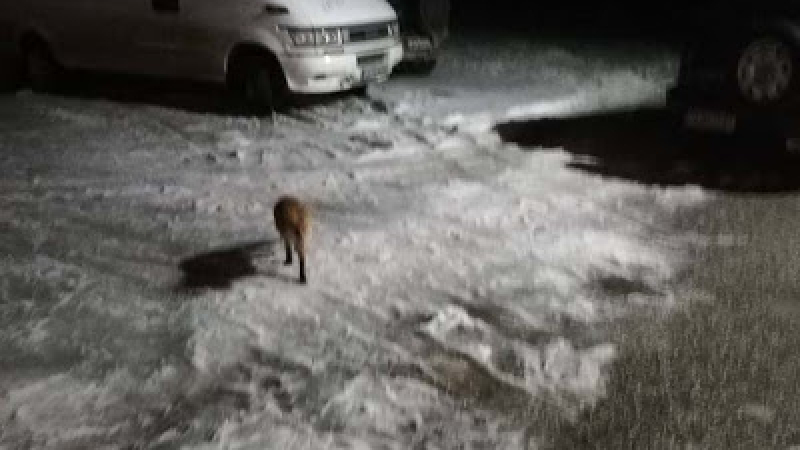 От 2 години насам всяка вечер по едно и също време лисица в Родопите... (ВИДЕО)
