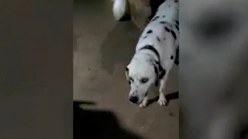 Преданост: Куче спаси собствениците си от кобра с цената на живота си (СНИМКИ)