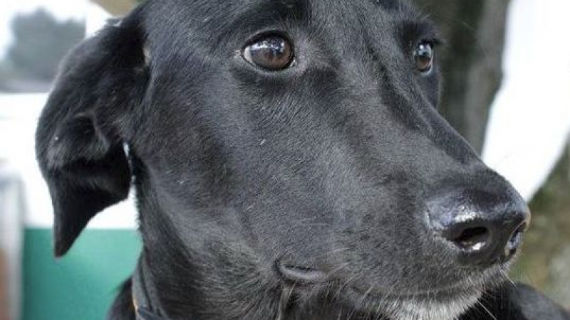 Германия плаче за трагедията с българското куче Мина, пожертвало живота си, за да спаси стопанката си от сигурна смърт (СНИМКИ)
