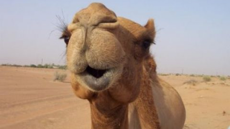 Жена си спретна разходка с камила в Подмосковието (ВИДЕО)