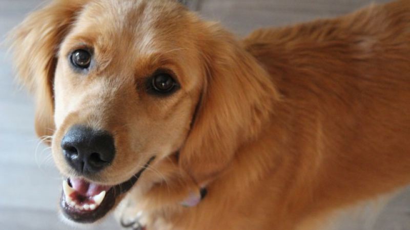 Кучетата могат да подушат тези 7 неочаквани неща